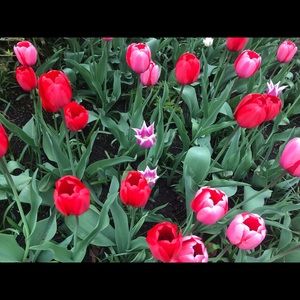 Meet your Posher, S.